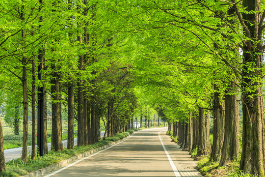 林蔭大道