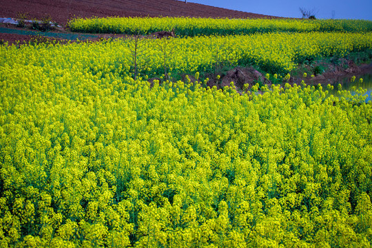 油菜花