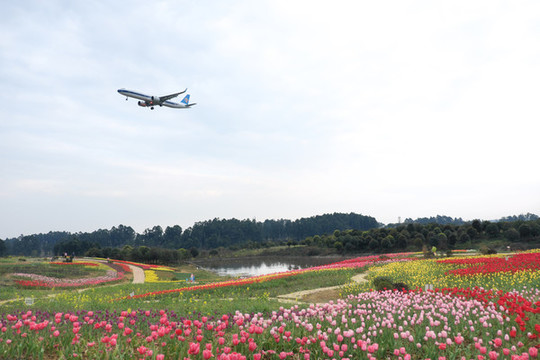 成都雙流機(jī)場(chǎng)空港花田郁金香