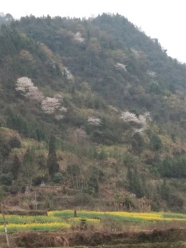 漫山的櫻桃花