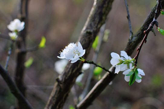 綻放李子花