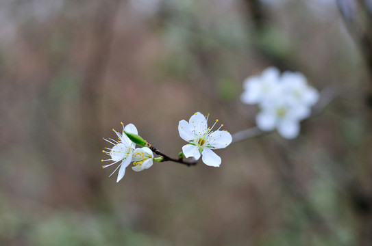 綻放李子花
