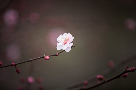 梅花