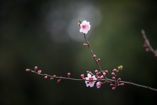 梅花