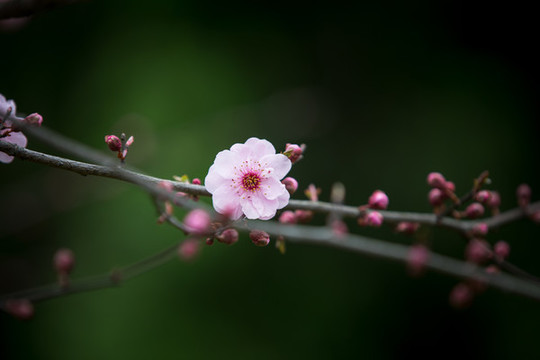 梅花