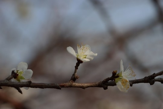 桃花