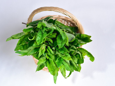 富貴菜