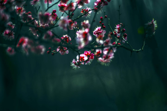 紅梅花開(kāi)