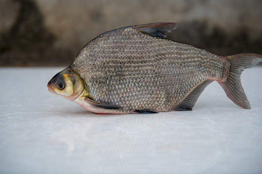 新鮮邊魚(yú)