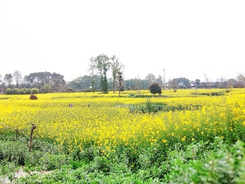 油菜花