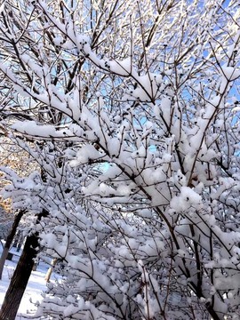 積雪的樹枝