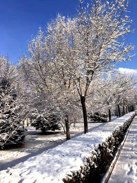 植物樹木積雪