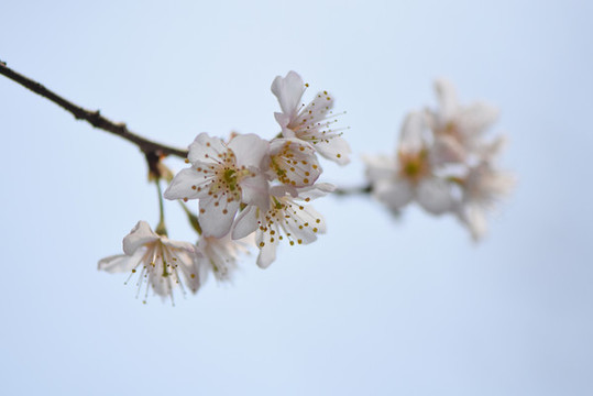 櫻花
