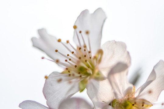 櫻花