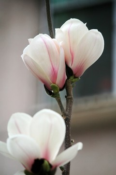 玉蘭花
