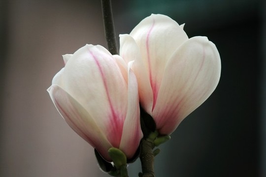 玉蘭花