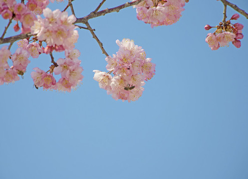 櫻花