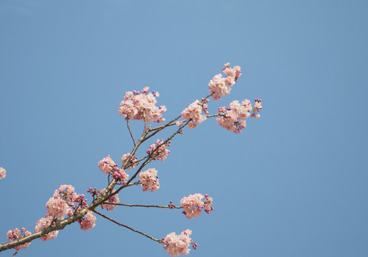 櫻花