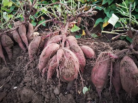蕃薯種植
