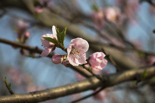 桃花
