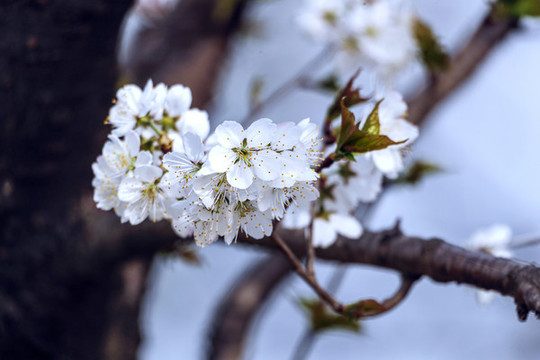 櫻桃花開