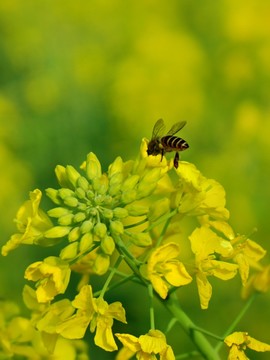 油菜花