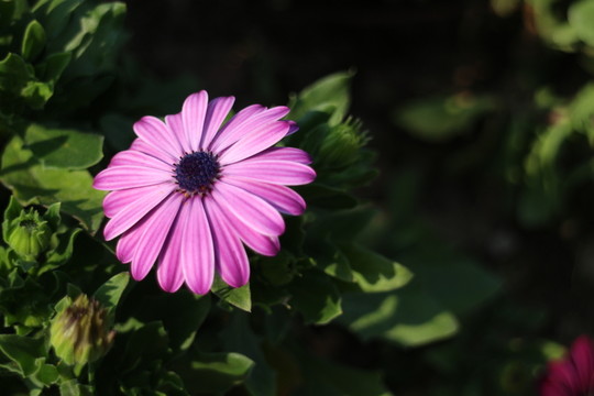 春天里的紫色雛菊