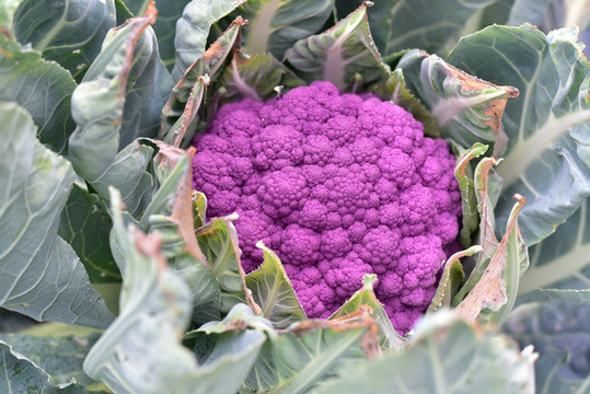 紫花菜