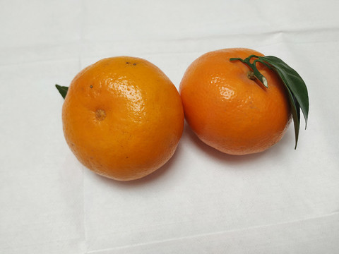 蘆柑