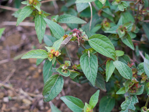 大戟科植物鐵莧菜
