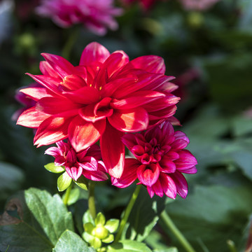 花卉