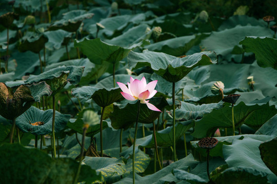 池塘里盛開(kāi)的荷花