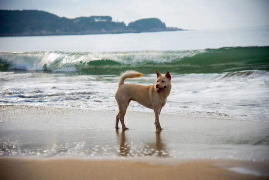 海灘上站立的黃毛卡羅來納犬