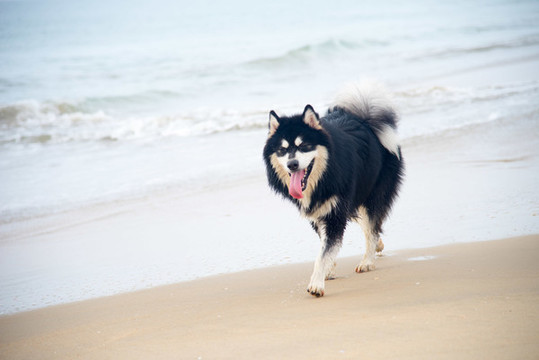 海灘上撒歡的阿拉斯加雪橇犬