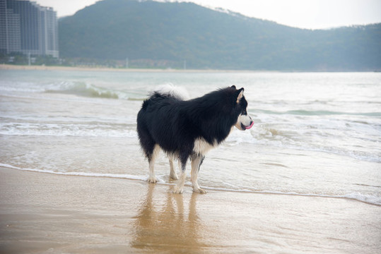 海灘上撒歡的阿拉斯加雪橇犬