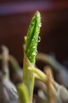 帶露水珠的新鮮蒜苗