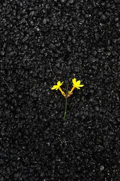 黃色的迎春花