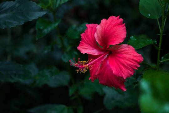 朱槿花特寫(xiě)
