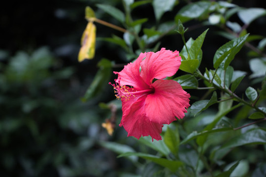 朱槿花特寫(xiě)