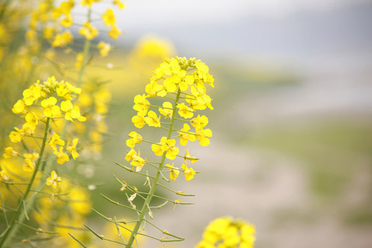 油菜花