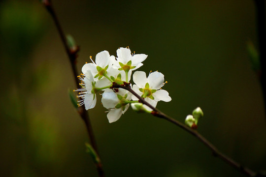 李子花