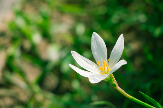 盛開的蔥蓮花