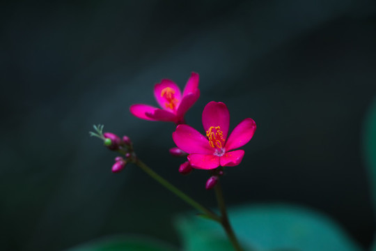 變?nèi)~珊瑚花