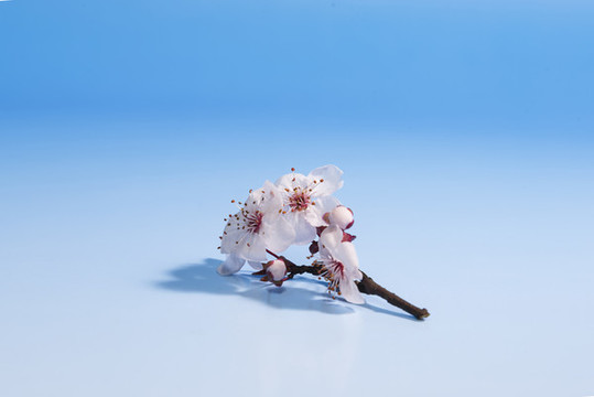 梨花