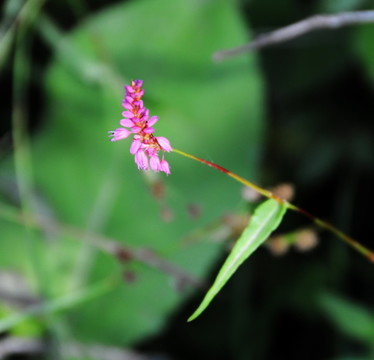 西藏野花
