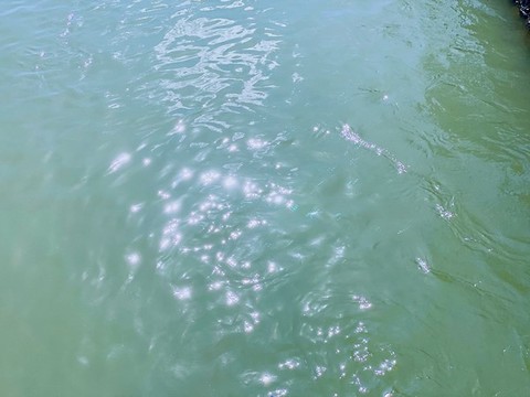 波光粼粼