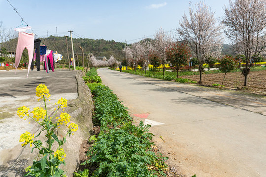 櫻花大道