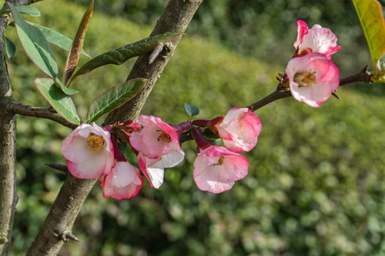 木瓜花