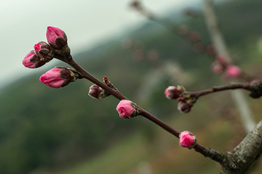 鮮艷桃花
