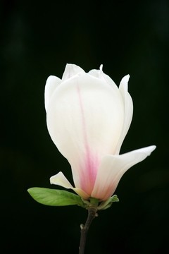 玉蘭花